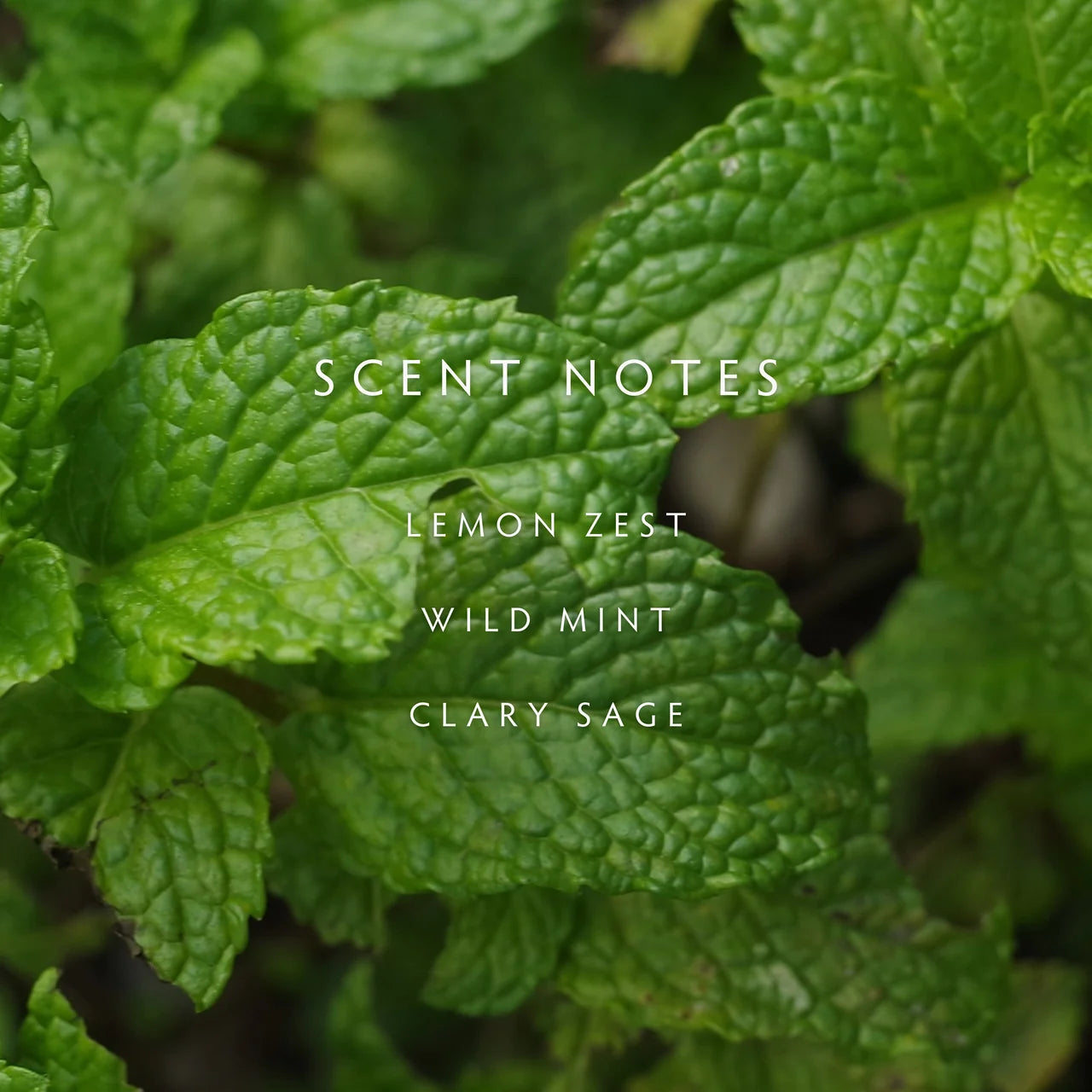 Linnea Diffuser Kit, Crushed Mint