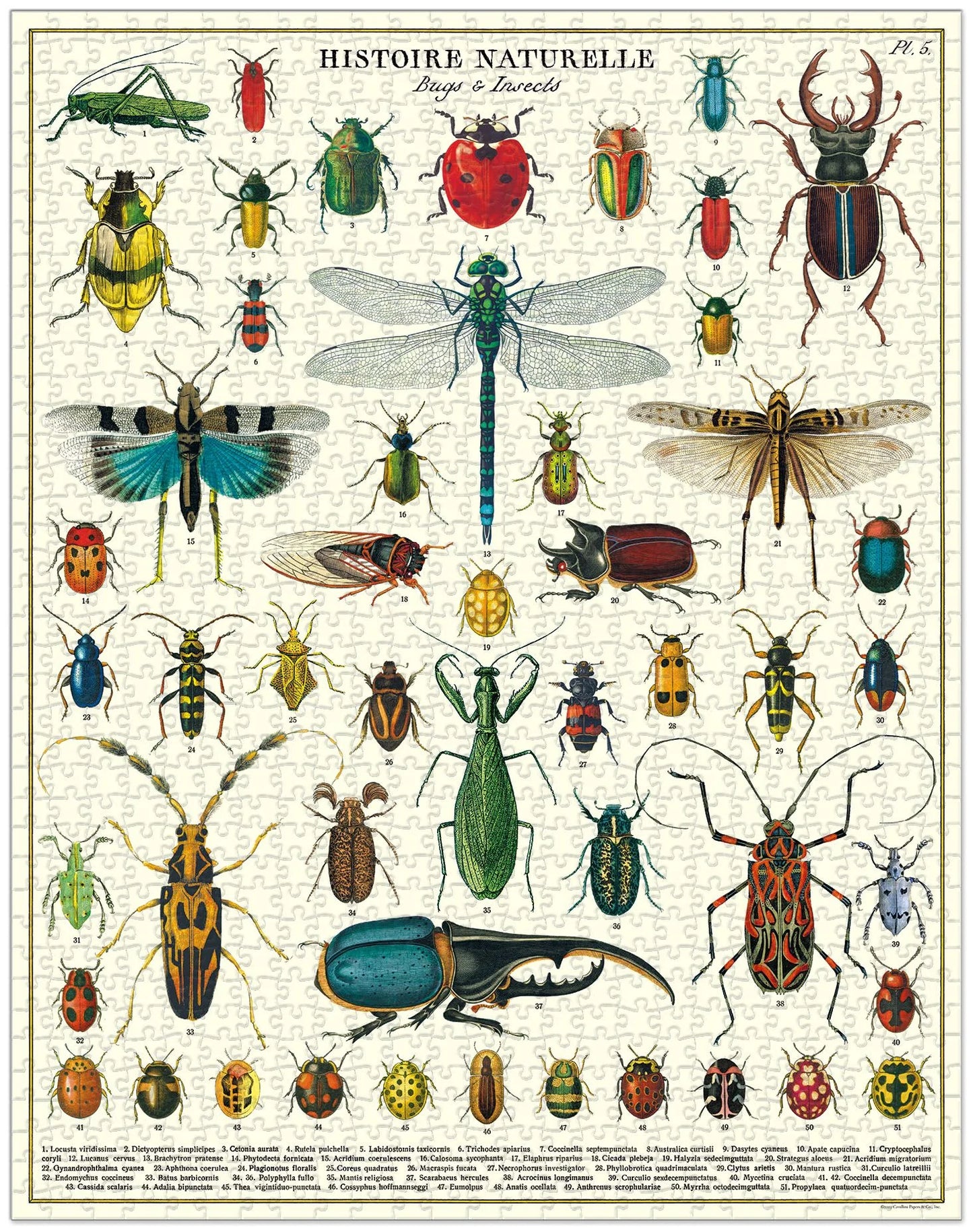 Cavallini & Co. 1000 Piece Vintage Print Puzzles - Multiple Options
