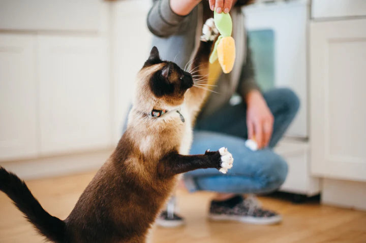 P.L.A.Y Pet Lifestyle and You, Feline Frenzy Collection - Multiple Options