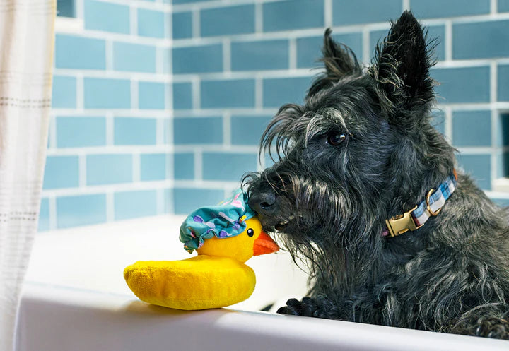 P.L.A.Y Pet Lifestyle and You Splish Splash Collection - Multiple Options