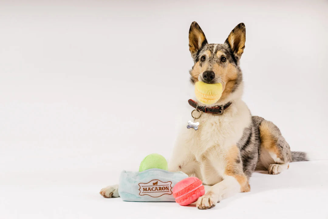 P.L.A.Y. Pet Lifestyle and You, Mutt-A-Rons - Multiple Options