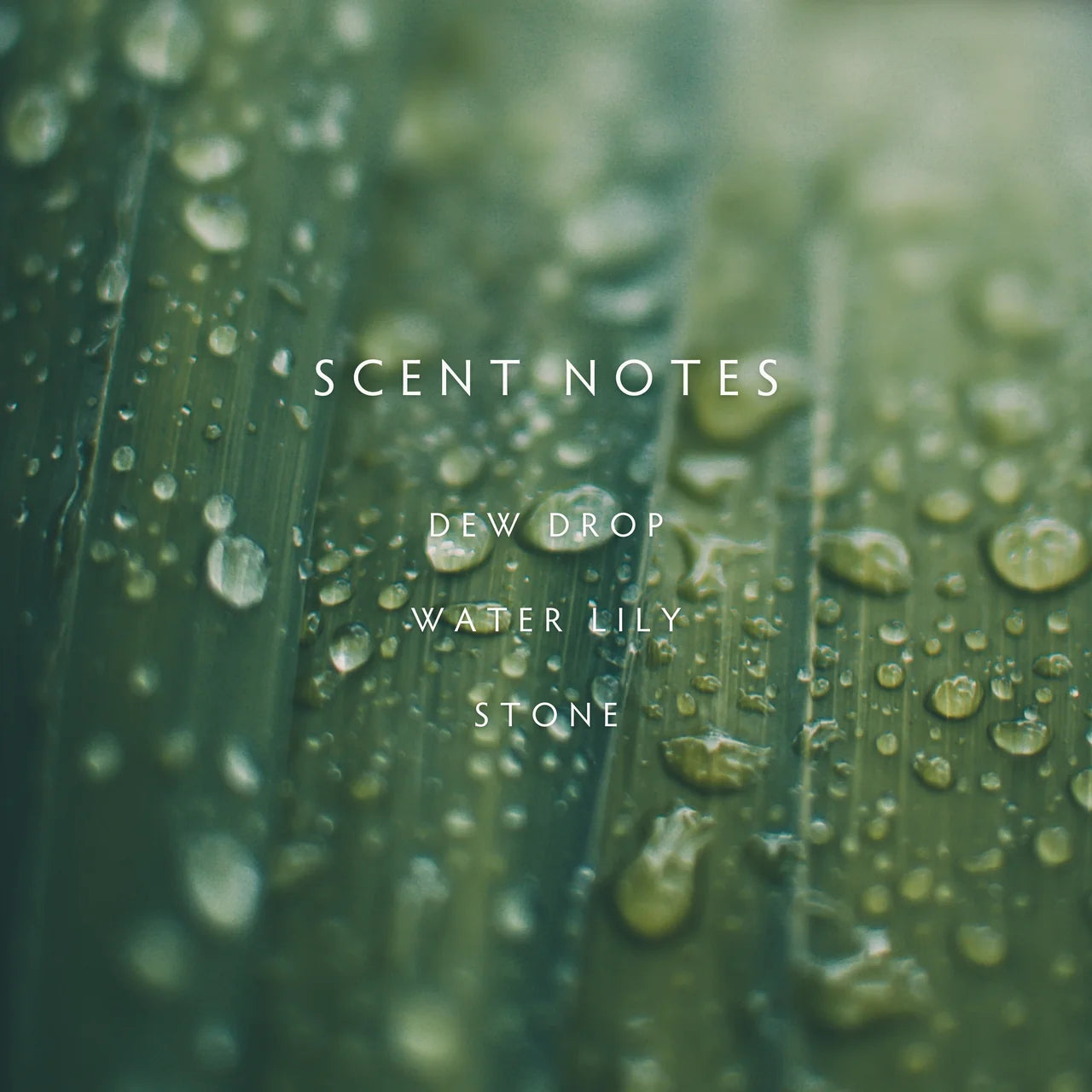 Linnea Candle, Rain