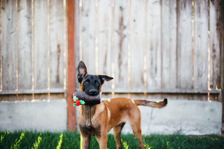 P.L.A.Y. Pet Lifestyle and You, Holiday Classic Set - Multiple Options